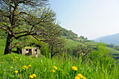 Altes Bauernhaus auf einer Wiese im Frühling, Ritten, Südtirol, Trentino-Südtirol, Italien