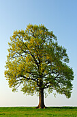 Oak tree in a meadow, Werdenfelser Land, Upper Bavaria, Bavaria, Germany, Europe