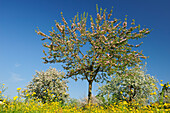 Apple trees in blossom in flowering meadow, Upper Bavaria, Bavaria, Germany, Europe