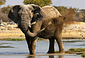 Elephant at waterhole, Etosha National Park, Namibia, Africa