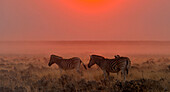 Zebras im Etosha Nationalpark bei Sonnenuntergang, Namibia, Afrika