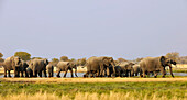 Herd of elephants at Etosha National Park, Namibia, Africa
