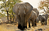 Herd of elephants, Etosha National Park, Namibia, Africa
