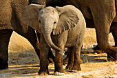 Elephant cub, Etosha National Park, Namibia, Africa