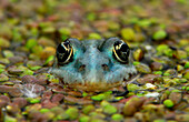 Frog, Usedom, Mecklenburg-Western Pomerania, Germany, Europe
