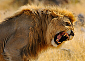 Portrait eines brüllenden Löwen, Etosha Nationalpark, Namibia, Afrika