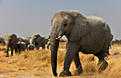 Elefanten, Etosha Nationalpark, Namibia, Afrika