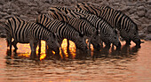 Zebras trinken am Wasserloch, Etosha Nationalpark, Namibia, Afrika