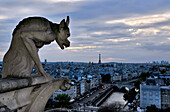 Wasserspeier, Kathedrale Notre-Dame de Paris, Paris, Frankreich