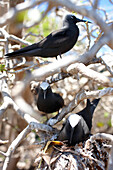 Black Noddy Terns, Westseite Heron Island, Great Barrier Reef Marine Park, UNESCO Weltnaturerbe, Queensland, Australien