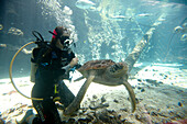 Diver with Green Sea Turtle, Reef HQ Aquarium, Townsville, Queensland, Australia