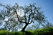 Olive tree in back light, UNESCO World Heritage Site San Gimignano, San Gimignano, Tuscany, Italy