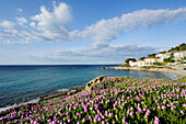 Pinkfarbene Mittagsblumen an Mittelmeerbucht, Seccheto, Insel Elba, Toskana, Italien
