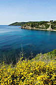 Flowering gorse above Mediterranean bay, between Lacona and Lido di Capoliveri, Elba Island, Tuscany, Italy