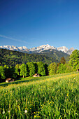 Meadow with flowers and hay sheds in front of Wettertein range with Hochwanner, Alpspitze, Zugspitze and Waxenstein, Garmisch-Partenkirchen, Wetterstein range, Werdenfels, Upper Bavaria, Bavaria, Germany, Europe