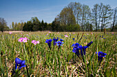 Flower meadow with gentians and bird's-eye primroses, Upper Bavaria, Germany