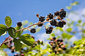 Blackberries, Bavaria, Germany