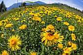 A bee on a yellow oxeye daisy (Buphthalmum salicifolium), Upper Bavaria, Germany