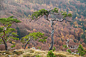 Kiefern (Pinus sylvestris) in den Bergen im Herbst, Oberbayern, Deutschland