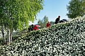 Menschen und Narzissen auf dem Veranstaltungswall, Volkspark Potsdam, Potsdam, Land Brandenburg, Deutschland, Europa