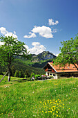 Blumenwiese mit Almhütte, Breitenstein im Hintergrund, Wendelsteinregion, Bayerische Voralpen, Oberbayern, Bayern, Deutschland, Europa