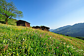 Blumenwiese mit Almhütte, Kitzbüheler Alpen, Tirol, Österreich, Europa