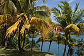 Coconut trees and Bahia de Taco bay in Parque Nacional Alejandro de Humboldt, near Baracoa, Guantanamo, Cuba