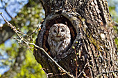 Brown Owl (Strix aluco) in a tree trunk, Bavaria, Germany