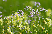 Blumenwiese mit Wiesen-Schaumkraut (Cardamine pratensis) und Schlüsselblumen (Primula elatior), Oberbayern, Deutschland