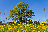 Eiche (Quercus robur) auf einer Blumenwiese im Frühling, Oberbayern, Deutschland