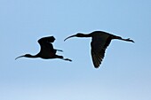 Glossy ibis in flight, plegadis falcinellus