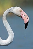 Greater flamingo Phoenicopterus ruber, vertical portrait, Valencia, Spain