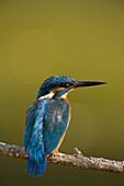 alcedo atthis kingfisher