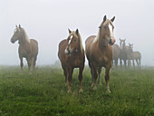 Horses in Fembra Morta pass, Mollo, Pyrenees Mountains. Ripolles, Girona province, Catalonia, Spain