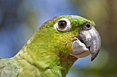 Green parrot, Roatan, Bay Islands, Honduras