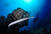 Close up trumpet fish, diver swimming in the background
