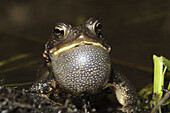 American Toad (Bufo americanus), male calling to attract female, New York, USA