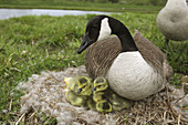 Canada Goose (Branta canadensis) on nest with young, New York, USA