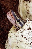 Ball Python (Python regius), captive hatching from egg, native to Africa
