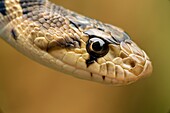 Pacific Gopher Snake (Pituophis catenifer catenifer), Oregon, USA