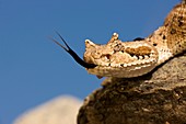 Sonoran Desert Sidewinder (Crotalus cerastes), Arizona, USA