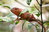 Camaleon, Granja de Reptiles, Andasibe, Toamasina, Madagascar