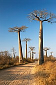 Avenida de los baobabs, Baobab Adansonia Digitata, Morondava, Toliara, Madagascar