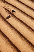 Black desert beetle in sand, Wadi Tanezzouft, Ghat, Libia