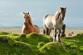 Icelandic horses at Vestur-Landeyjar South Iceland