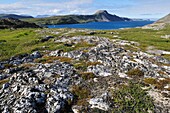 tundra and glacier carved rocks at Saglek Fjord, Torngat Mountains National Park, Newfoundland and Labrador, Canada, North America