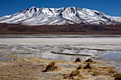 Laguna Hedionda in the southern altiplano near Uyuni in Bolivia