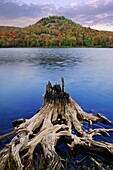 Stump, Mt-Orford-National-Park, Québec, Canada