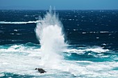 Big slashing wave on coastline, Tsitsikamma National Park, Western Cape, South Africa