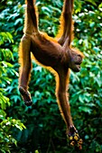Sabah Malaysia, Borneo, Sepilok Orang Utan eating fruit whilst hanging from a rope in the Sepilok Orangutan Rehabilitation Centre